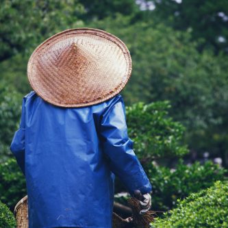 qgadrian-yard-8254659_1920