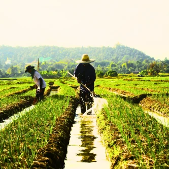 Premium vegetable bulbs for home garden planting